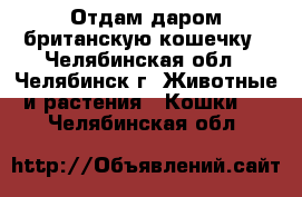 Отдам даром британскую кошечку - Челябинская обл., Челябинск г. Животные и растения » Кошки   . Челябинская обл.